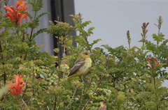 Icterus spurius