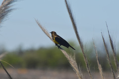 Pseudoleistes virescens