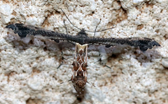 Michaelophorus indentatus