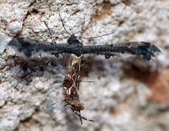 Michaelophorus indentatus