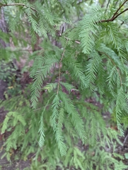 Taxodium distichum