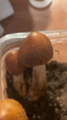 Stropharia rugosoannulata