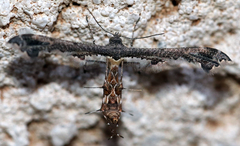 Michaelophorus indentatus