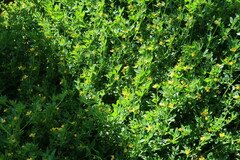 Roepera billardierei