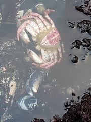 Romaleon antennarium