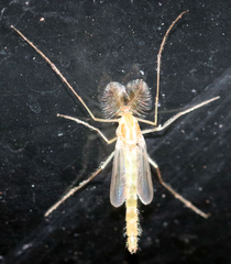 Chironomus crassicaudatus