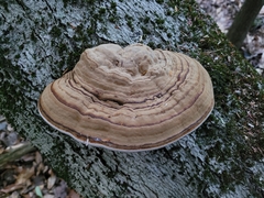 Fomes fomentarius