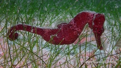 Hippocampus reidi