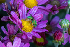 Agapostemon texanus