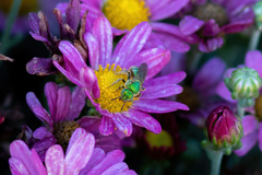Agapostemon texanus