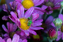 Agapostemon texanus