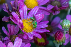 Agapostemon texanus