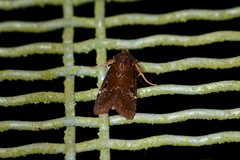 Austramathes purpurea