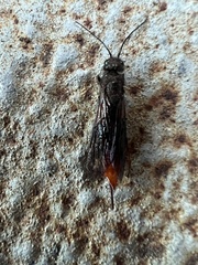 Sirex behrensii