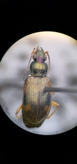 Bembidion corgenoma