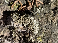 Phaeophyscia adiastola