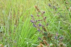 Grona heterocarpos strigosa