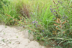 Grona heterocarpos strigosa