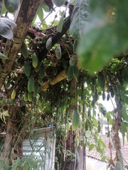 Passiflora tarminiana