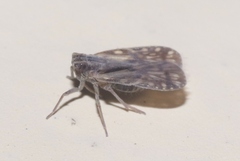 Bothriocera