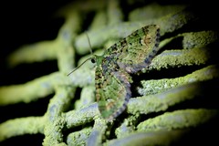 Pasiphila bilineolata