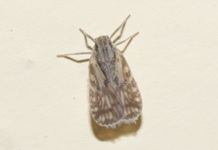 Bothriocera