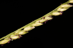 Coleataenia rigidula