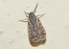 Bothriocera