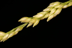 Coleataenia rigidula