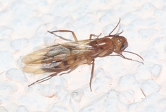 Camponotus conspicuus