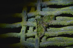 Pasiphila bilineolata