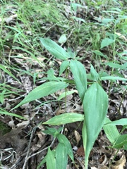Dichanthelium latifolium