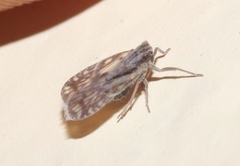 Bothriocera