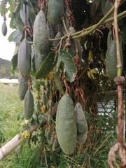 Passiflora tarminiana