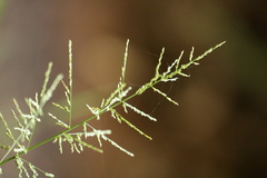 Coleataenia rigidula