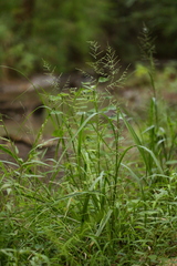 Coleataenia rigidula