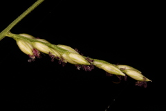 Coleataenia rigidula