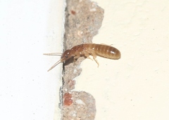 Kalotermitidae