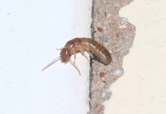 Kalotermitidae