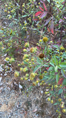 Bidens frondosa