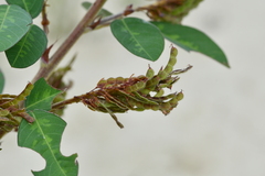 Grona heterocarpos strigosa