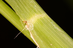 Coleataenia rigidula