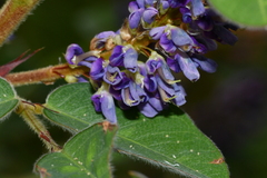 Grona heterocarpos strigosa