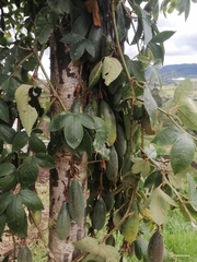 Passiflora tarminiana