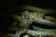 Pasiphila bilineolata