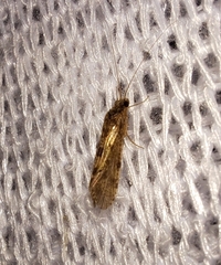Polycentropodidae