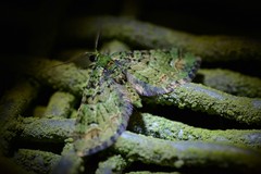 Pasiphila bilineolata