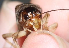 Anurogryllus celerinictus