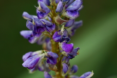 Grona heterocarpos strigosa
