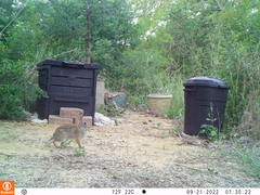 Sylvilagus floridanus